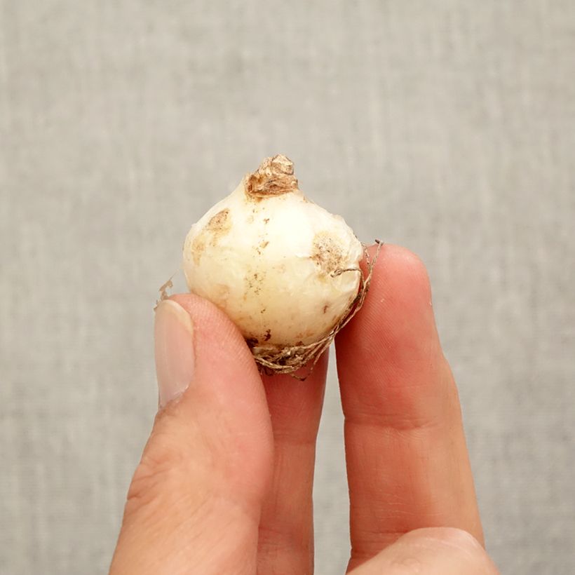 Example of Muscari armeniacum Zwiebel Kaliber/Größe 9+ as you get in automne