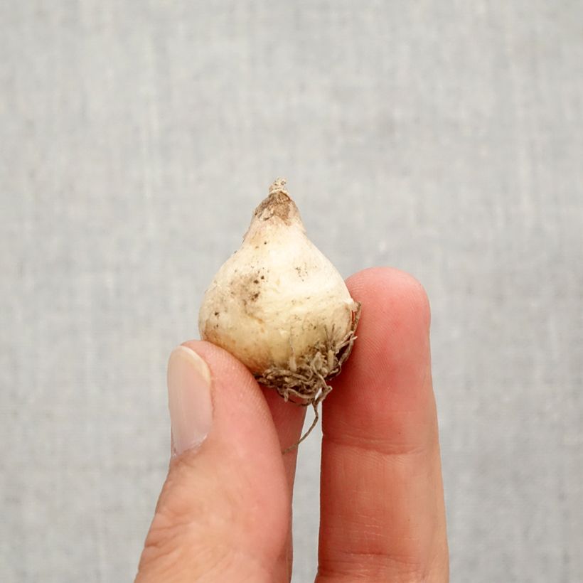 Exemplar von Muscari armeniacum Christmas Pearl Zwiebel Kaliber/Größe 8+ wie im Herbst geliefert