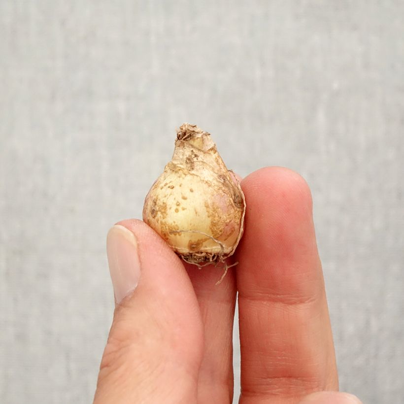 Exemplar von Muscari armeniacum Esther Zwiebel Kaliber/Größe 7+ wie im Herbst geliefert