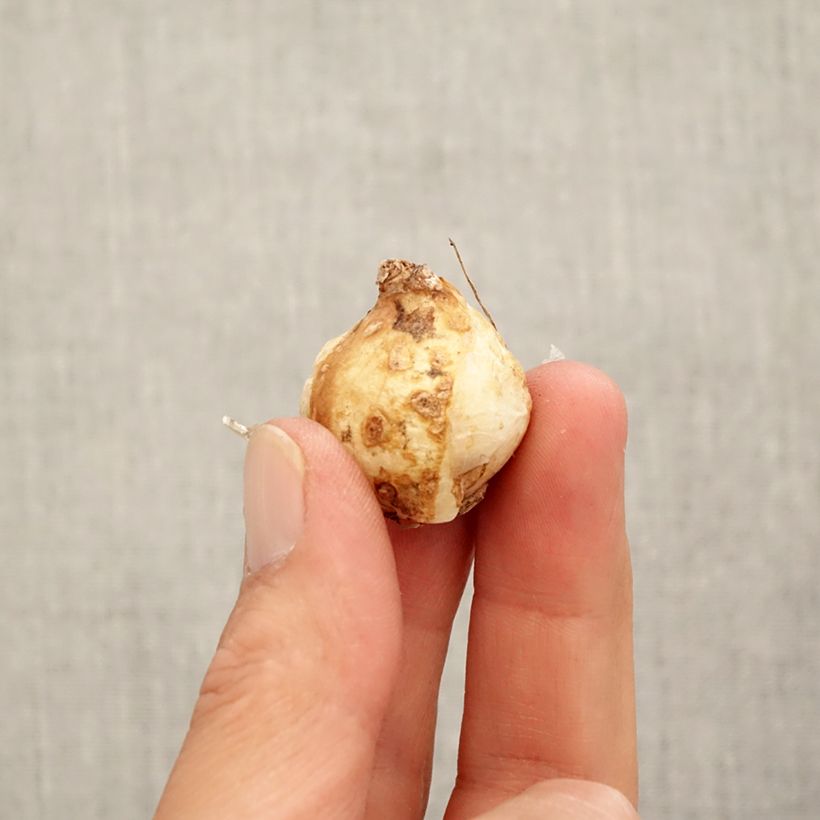 Exemplar von Muscari armeniacum Fantasy Creation Zwiebel Kaliber/Größe 9+ wie im Herbst geliefert