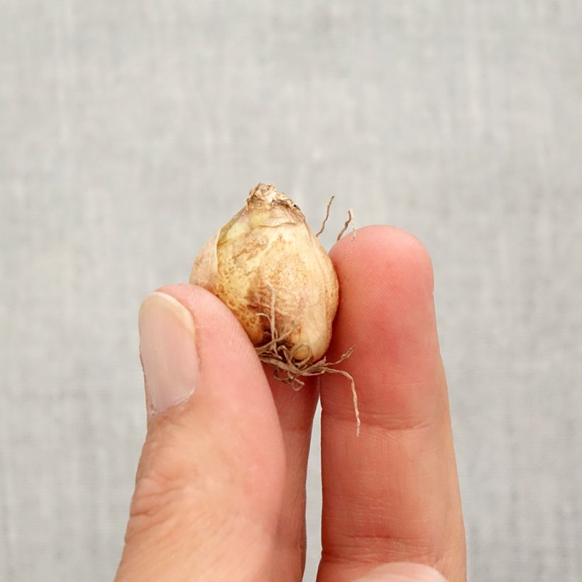 Exemplar von Muscari armeniacum Valerie Finnis Zwiebel Kaliber/Größe 7+ wie im Herbst geliefert