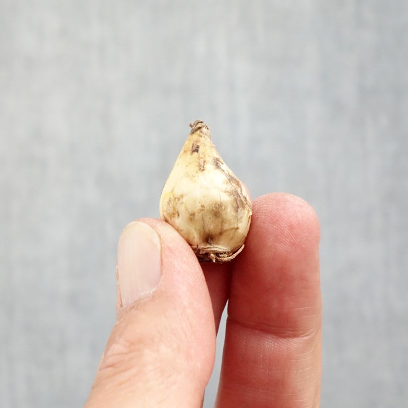 Exemplar von Muscari botryoides Album - Kleine Traubenhyazinthe Zwiebel Kaliber/Größe 5/6 wie im Herbst geliefert