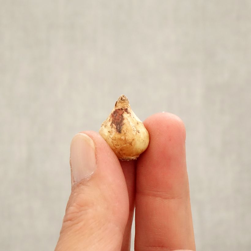 Exemplar von Muscari latifolium - Breitblättrige Traubenhyazinthe Zwiebel Kaliber/Größe 6+ wie im Herbst geliefert