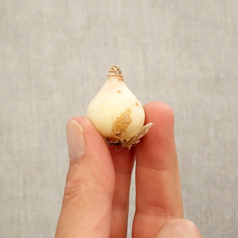 Exemplar von Muscari armeniacum Manon Zwiebel Kaliber/Größe 8+ wie im Herbst geliefert