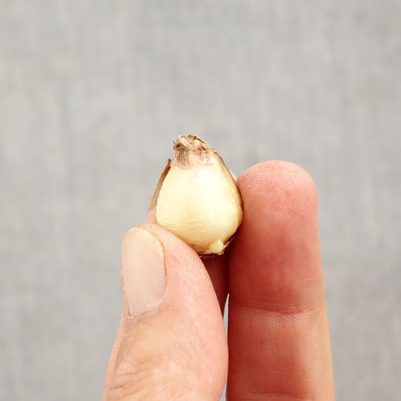 Exemplar von Muscari aucheri Mount Hood Zwiebel Kaliber/Größe 5+ wie im Herbst geliefert