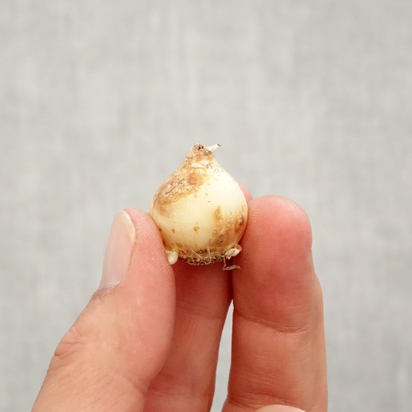 Exemplar von Muscari armeniacum Peppermint Zwiebel Kaliber/Größe 7+ wie im Herbst geliefert