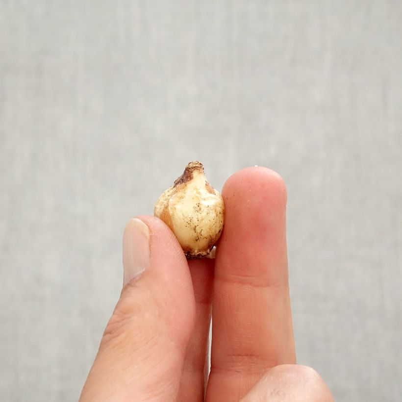 Exemplar von Muscari Pink Sunrise - Traubenhyazinthe Zwiebel Kaliber/Größe 6+ wie im Herbst geliefert