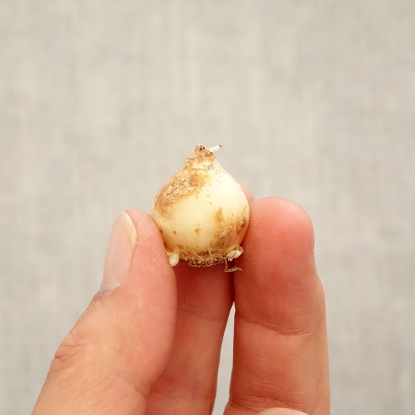 Exemplar von Muscari Touch of Snow - Traubenhyazinthe Zwiebel Kaliber/Größe 7+ wie im Herbst geliefert