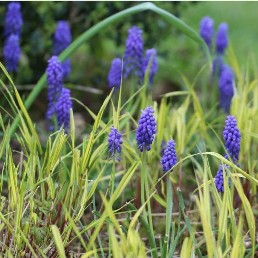 Muscari armeniacum (Flowering)