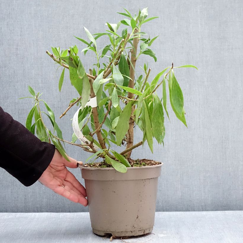 Exemplar von Myoporum laetum - Mauselochbaum Topf mit 4L/5L wie im Winter geliefert