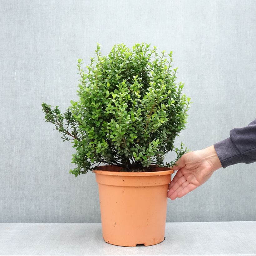 Example of Myrsine africana - Afrikanische Myrsine Topf mit 7,5L/10L as you get in printemps