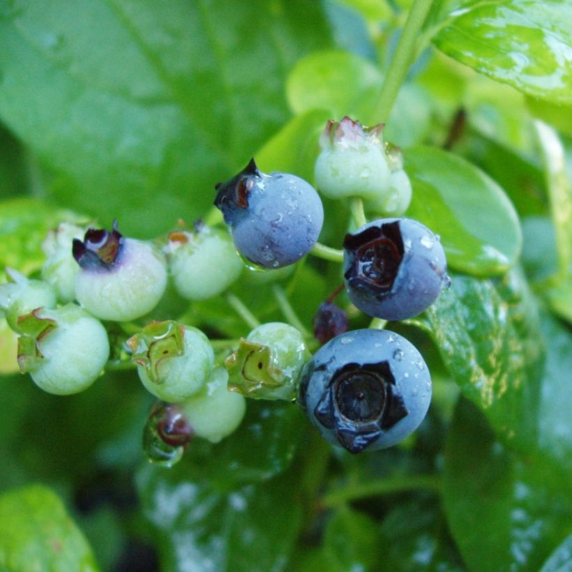Amerikanische Blaubeere Blue Gold - Vaccinium corymbosum (Harvest)
