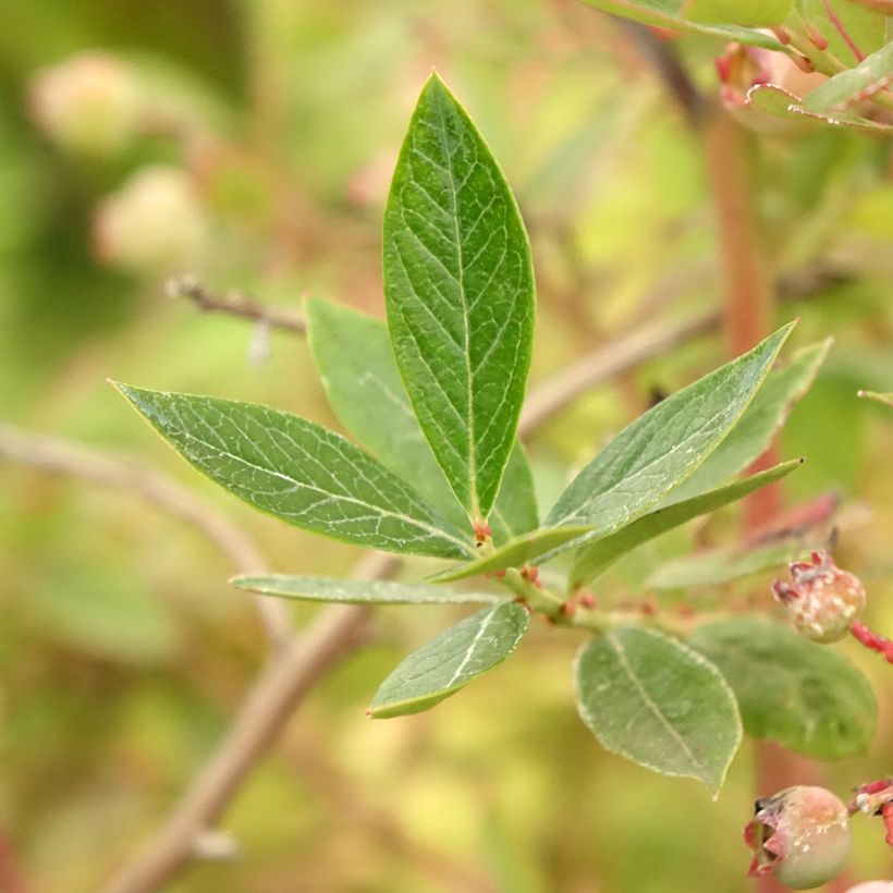 Amerikanische Blaubeere Blue pearl - Vaccinium corymbosum (Foliage)