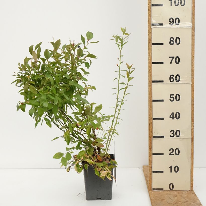 Exemplar von Amerikanische Blaubeere Blue pearl - Vaccinium corymbosum Topf mit 4L/5L wie im Herbst geliefert