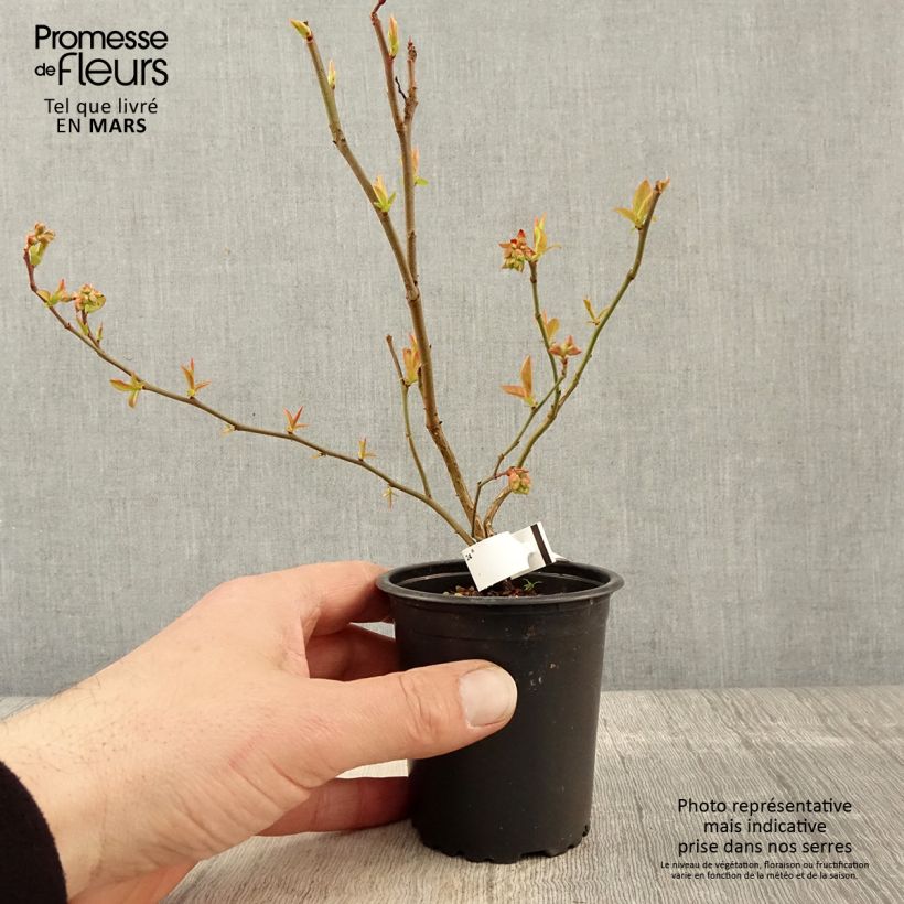 Exemplar von Amerikanische Blaubeere Brigitta - Vaccinium corymbosum Kleine Töpfe von 8/9 cm wie im Frühjahr geliefert