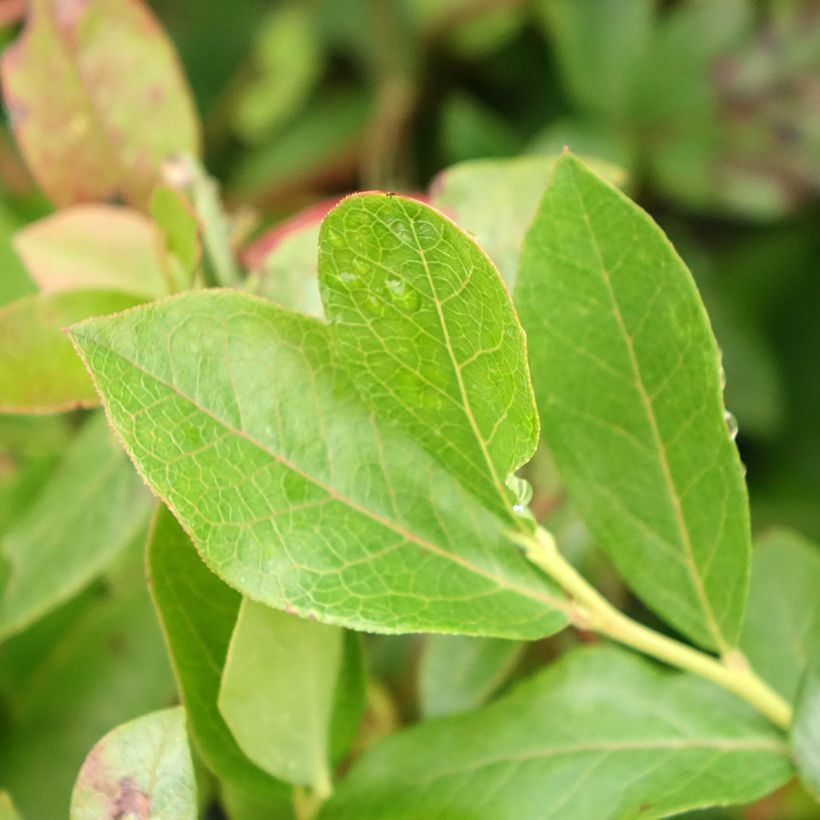 Amerikanische Blaubeere Brigitta - Vaccinium corymbosum (Laub)