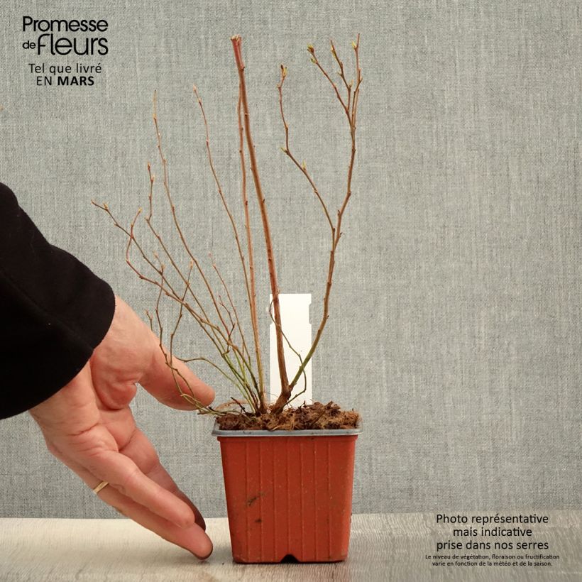 Example of Amerikanische Blaubeere Darrow - Vaccinium corymbosum Kleine Töpfe von 8/9 cm as you get in printemps