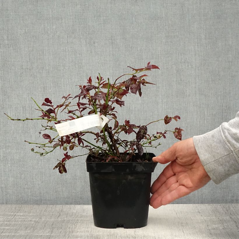 Example of Amerikanische Blaubeere Darrow - Vaccinium corymbosum Topf mit 1,5L/2L as you get in printemps