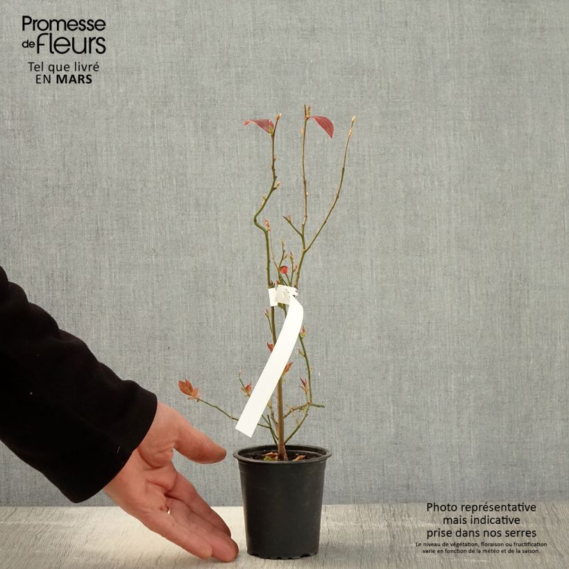 Example of Amerikanische Blaubeere Pioneer - Vaccinium corymbosum Kleine Töpfe von 8/9 cm as you get in printemps