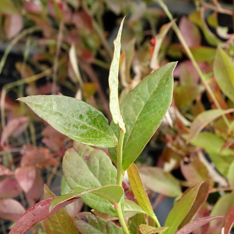 Amerikanische Blaubeere Rubel - Vaccinium corymbosum (Foliage)