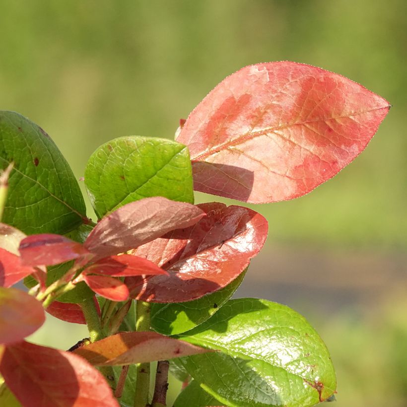Amerikanische Blaubeere Goldtraube - Vaccinium corymbosum (Laub)