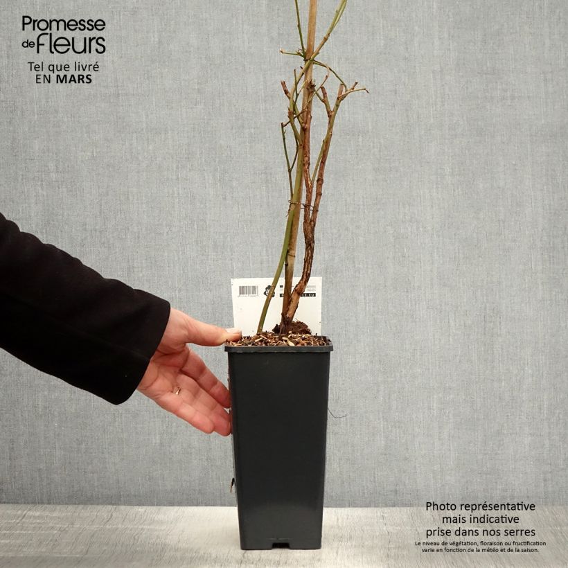 Example of Amerikanische Blaubeere Blue Crop - Vaccinium corymbosum x myrtillus Topf mit 1,5L/2L, Strauch as you get in printemps