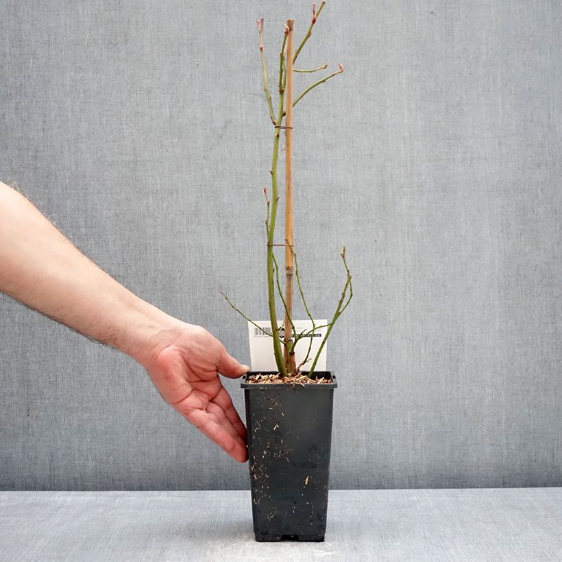 Example of Amerikanische Blaubeere Blue Dessert - Vaccinium corymbosum Topf mit 1,5L/2L, Strauch as you get in hiver