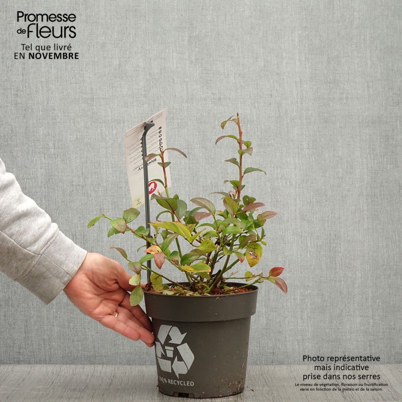 Exemplar von Myrtillier Blue Dessert Pot de 3L/4L, Touffe wie im Herbst geliefert