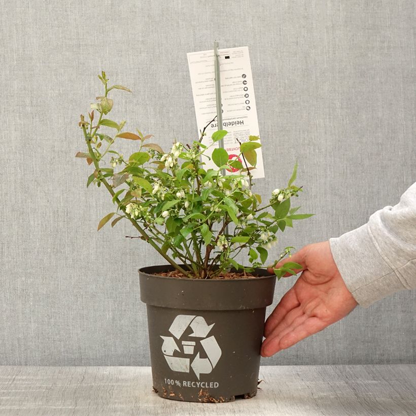 Example of Amerikanische Blaubeere Blue Dessert - Vaccinium corymbosum Topf mit 3L/4L, Strauch/Busch, mehrstämmig as you get in printemps