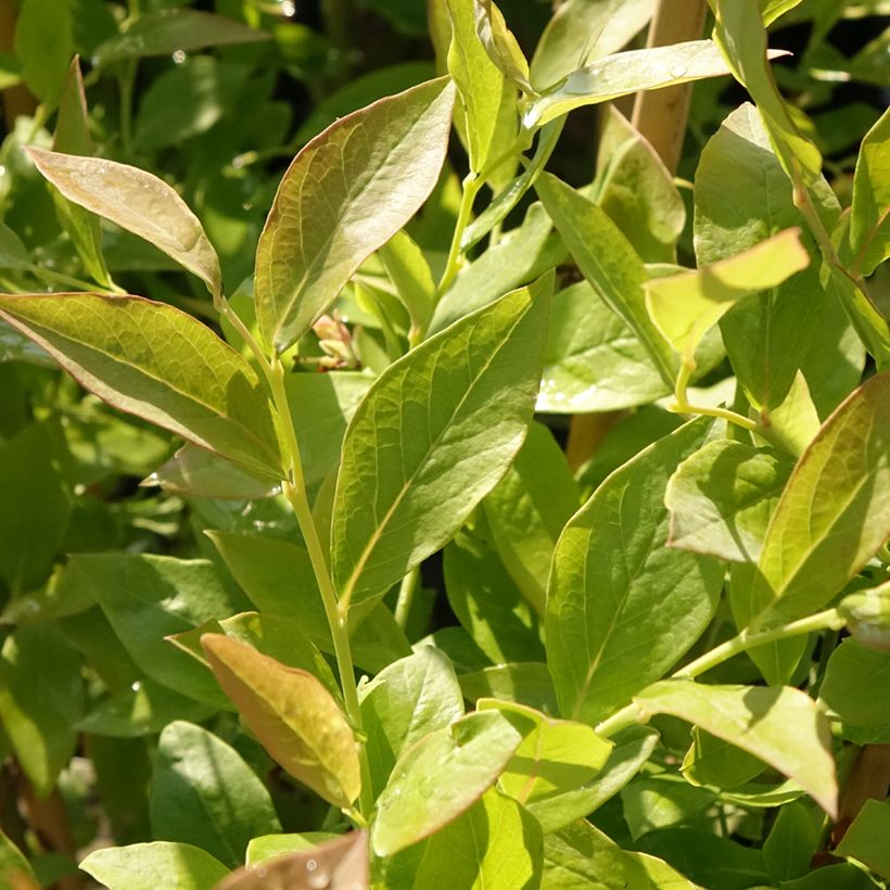 Amerikanische Blaubeere Blue Roma 'Blueroma' - Vaccinium corymbosum (Foliage)