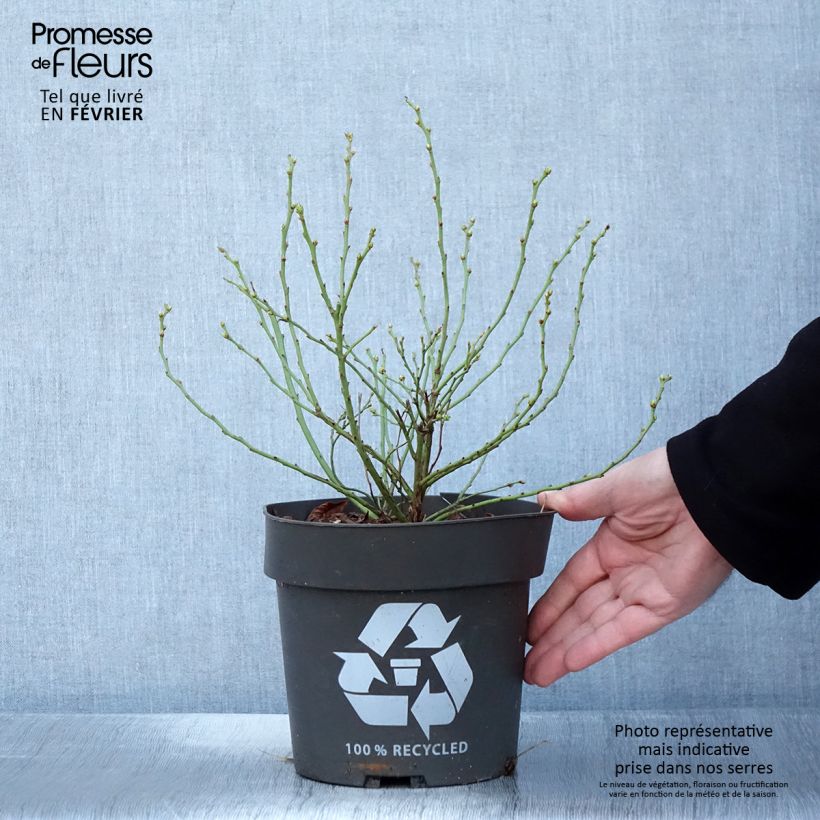 Exemplar von Amerikanische Blaubeere Blue Roma 'Blueroma' - Vaccinium corymbosum Topf mit 3L/4L, Strauch/Busch, mehrstämmig wie im Winter geliefert