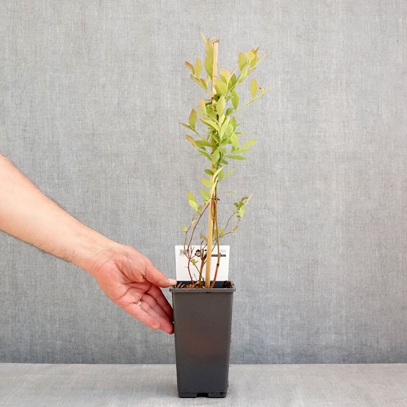 Example of Amerikanische Blaubeere Blue Roma 'Blueroma' - Vaccinium corymbosum Topf mit 3L/4L, Strauch/Busch, mehrstämmig as you get in printemps