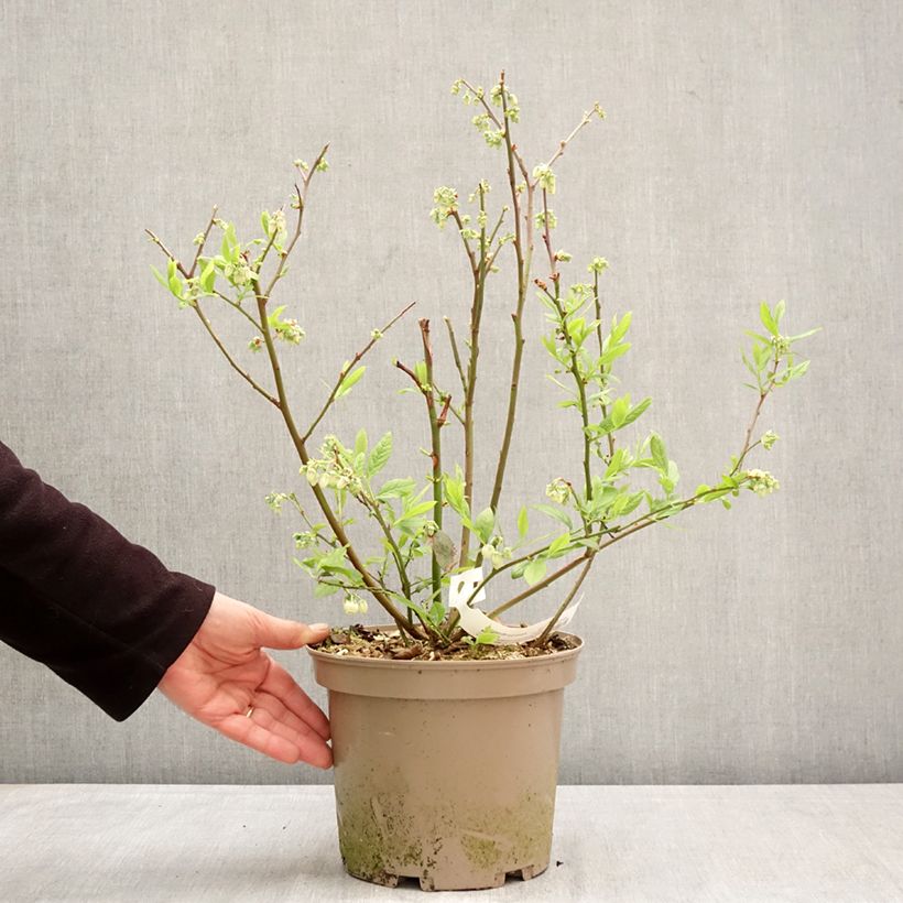 Exemplar von Vaccinium corymbosum Blue Suede - Kultur-Heidelbeere Topf mit 4L/5L, Strauch wie im Frühjahr geliefert