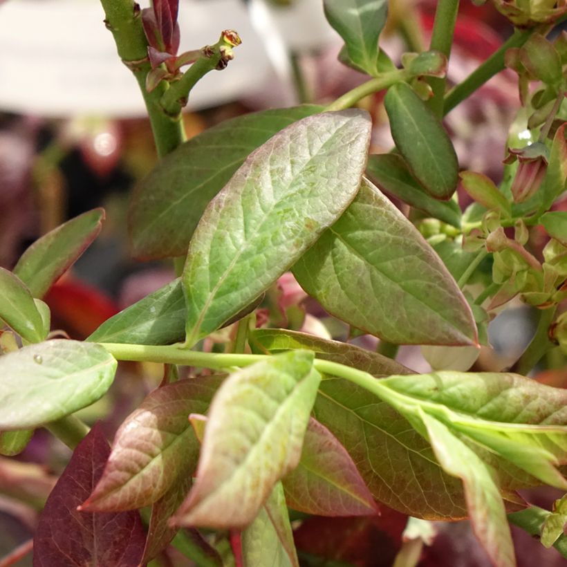 Amerikanische Blaubeere Cabernet Splash 'VacBri1' - Vaccinium corymbosum (Foliage)