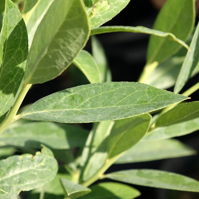 Amerikanische Blaubeere Elliott - Vaccinium corymbosum (Foliage)
