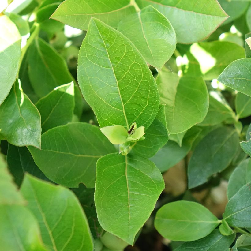 Amerikanische Blaubeere Patriot Bio - Vaccinium corymbosum x myrtillus (Foliage)