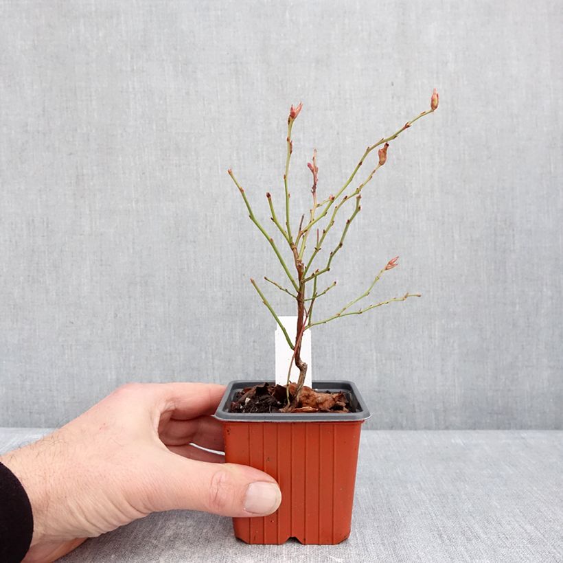 Exemplar von Amerikanische Blaubeere Flamingo - Vaccinium corymbosum Kleine Töpfe von 8/9 cm, Strauch wie im Winter geliefert