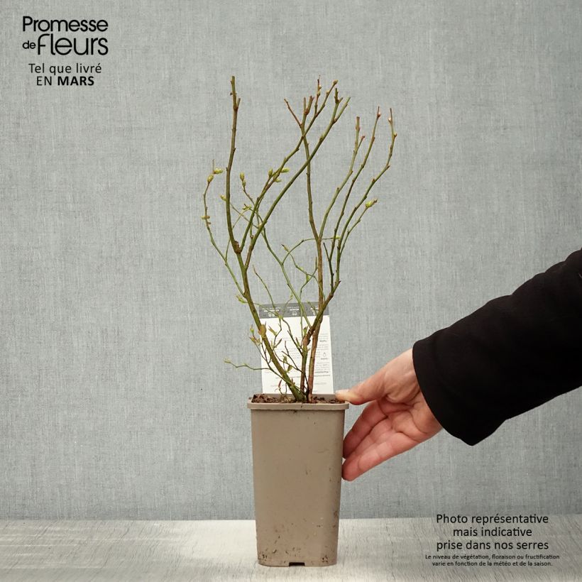 Exemplar von Amerikanische Blaubeere Hortblue Poppins - Vaccinium corymbosum Topf mit 1,5L/2L, Strauch wie im Frühjahr geliefert