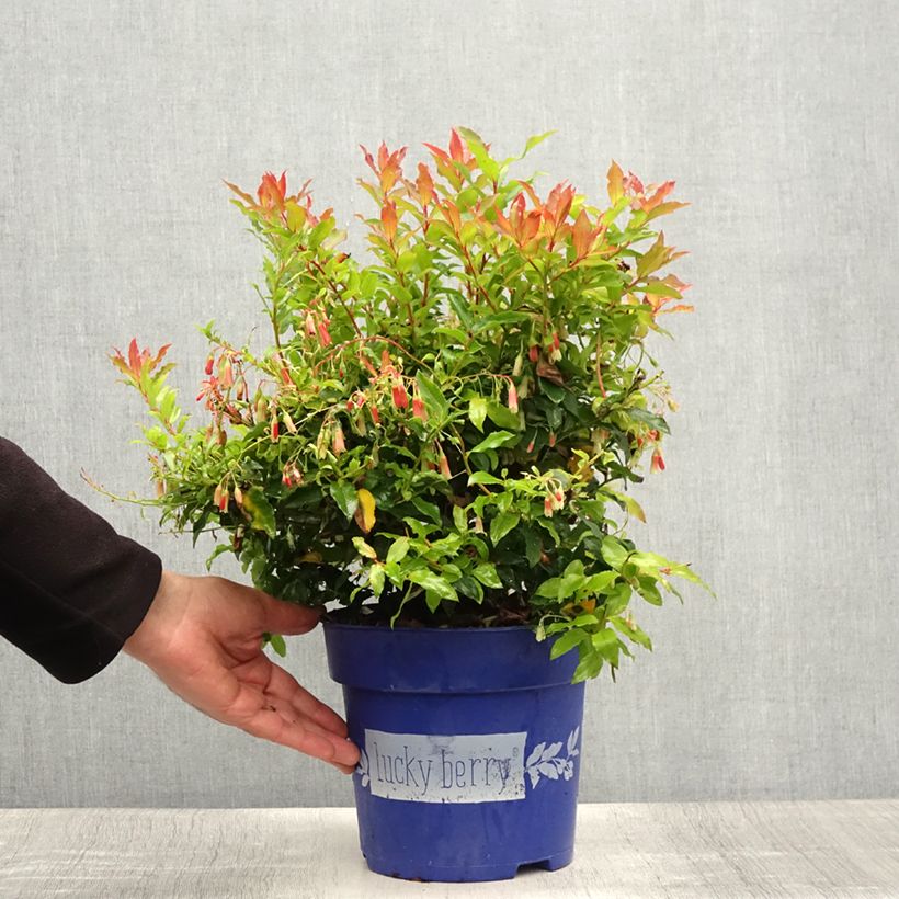 Exemplar von Amerikanische Blaubeere Lucky Berry - Vaccinium corymbosum Topf mit 4L/5L, Strauch/Busch, mehrstämmig wie im Sommer geliefert
