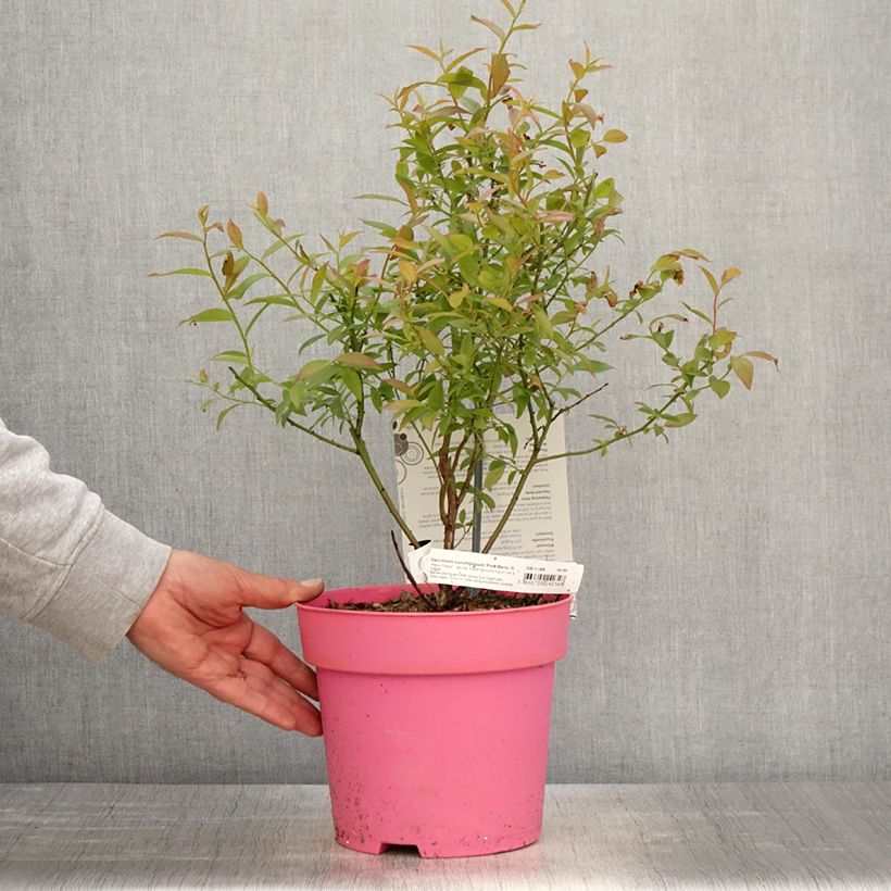 Example of Amerikanische Blaubeere Pink Berry - Vaccinium corymbosum x ashei Topf mit 2L/3L, Strauch/Busch, mehrstämmig as you get in printemps