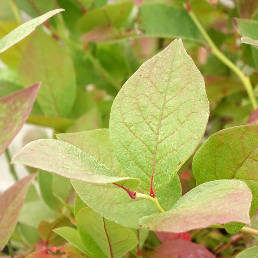 Amerikanische Blaubeere Pink Bonbons - Vaccinium corymbosum (Foliage)