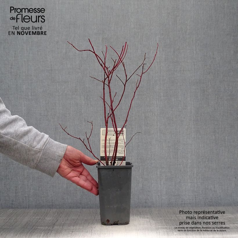 Exemplar von Amerikanische Blaubeere Reka - Vaccinium corymbosum Topf mit 1,5L/2L, Strauch wie im Herbst geliefert