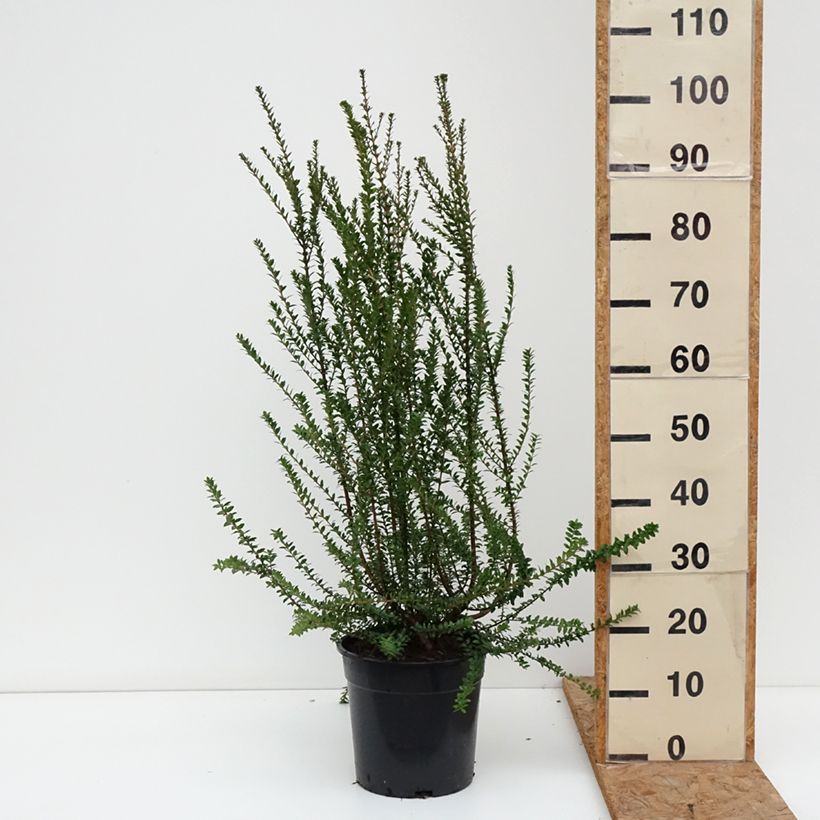 Example of Myrtus communis subsp.tarentina Topf mit 7,5L/10L as you get in automne