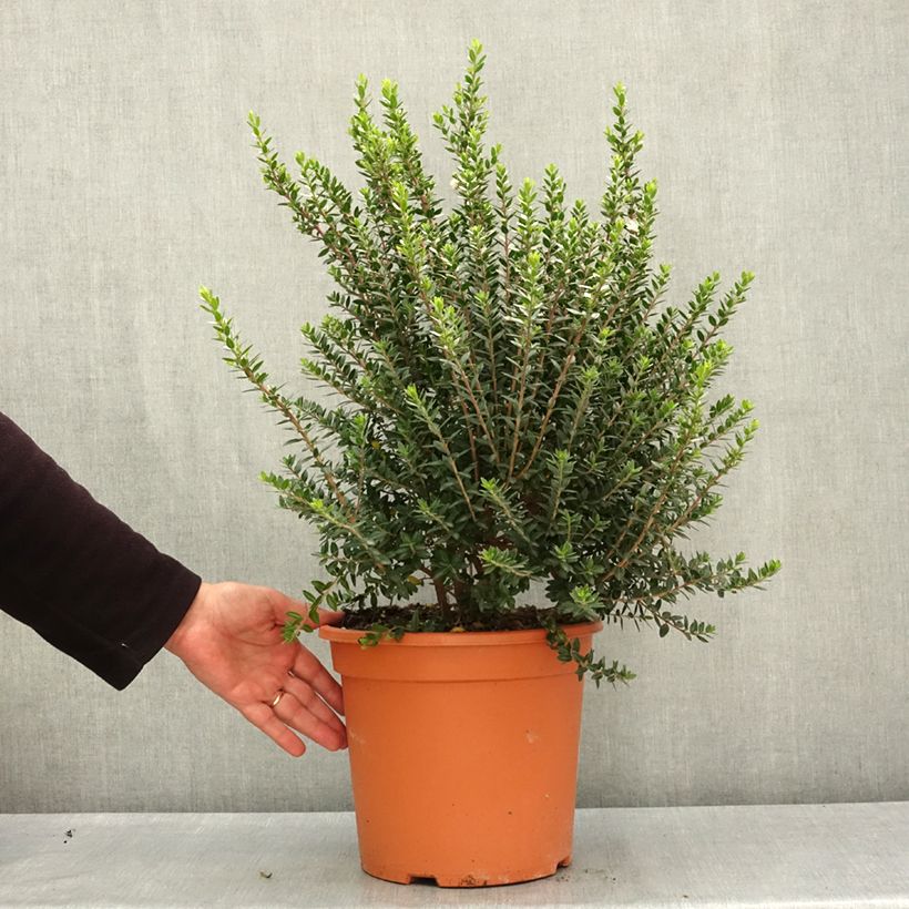 Exemplar von Myrtus communis subsp.tarentina Topf mit 7,5L/10L wie im Frühjahr geliefert
