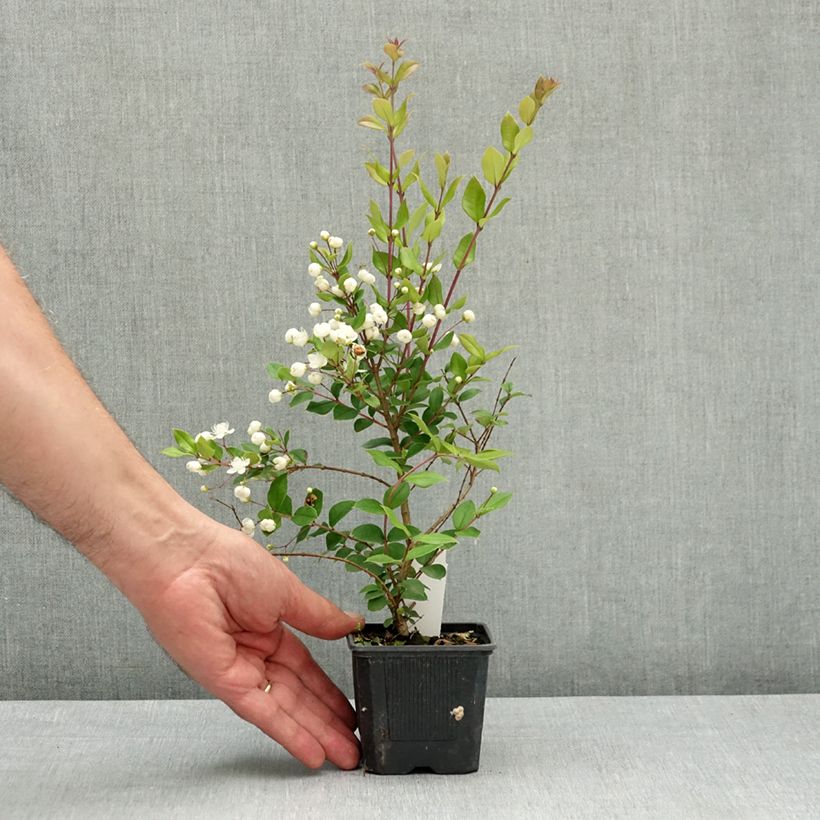 Exemplar von Myrtus luma Kleine Töpfe von 8/9 cm wie im Frühjahr geliefert
