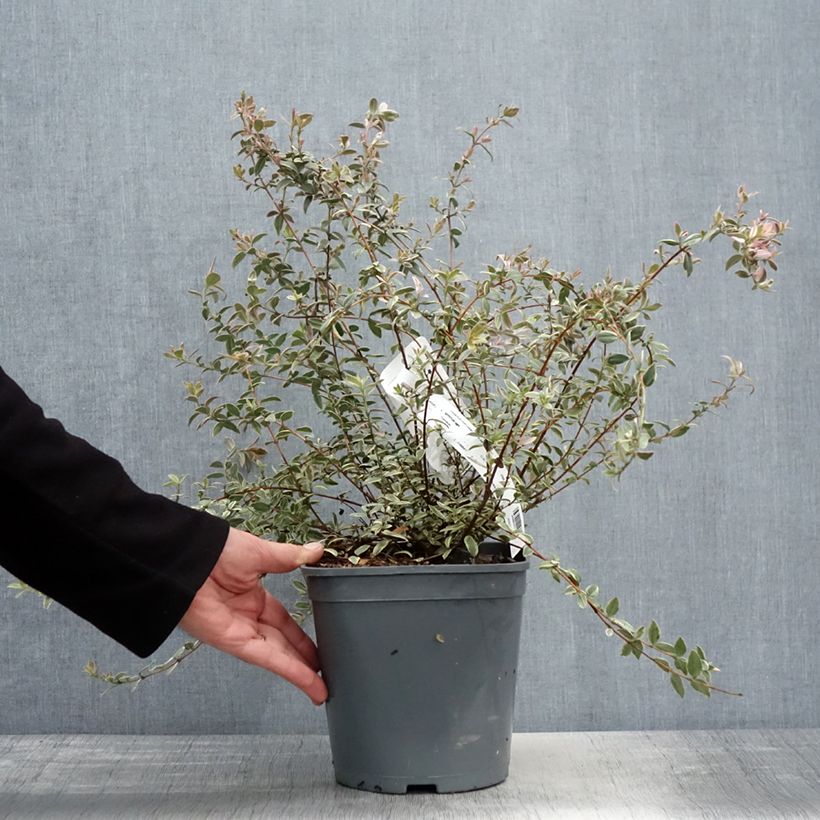 Example of Myrtus ugni Flambeau - Chilenische Guave Topf mit 3L/4L as you get in printemps