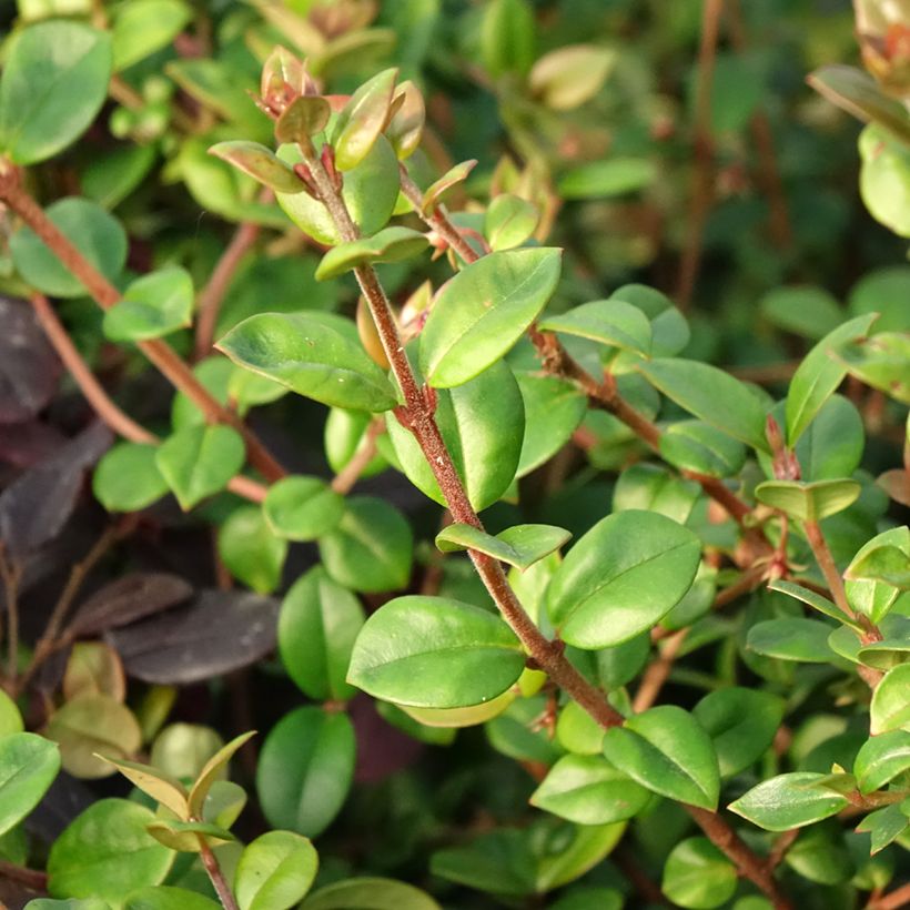 Myrtus ugni Elite - Chilenische Guave (Laub)