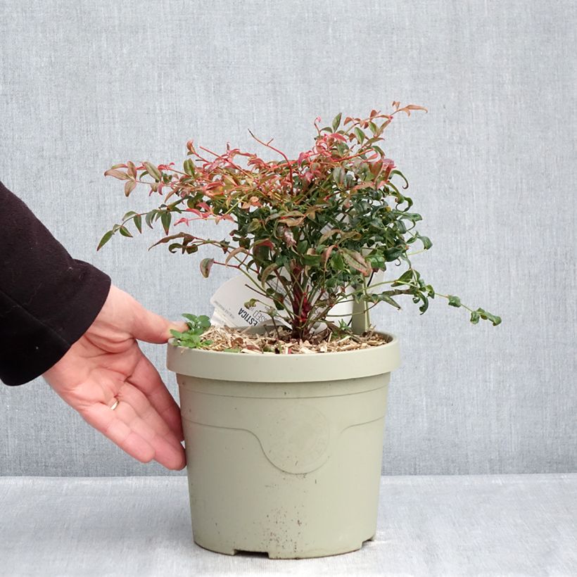 Example of Nandina domestica Curly Obsessed - Himmelsbambus Topf mit 3L/4L as you get in hiver