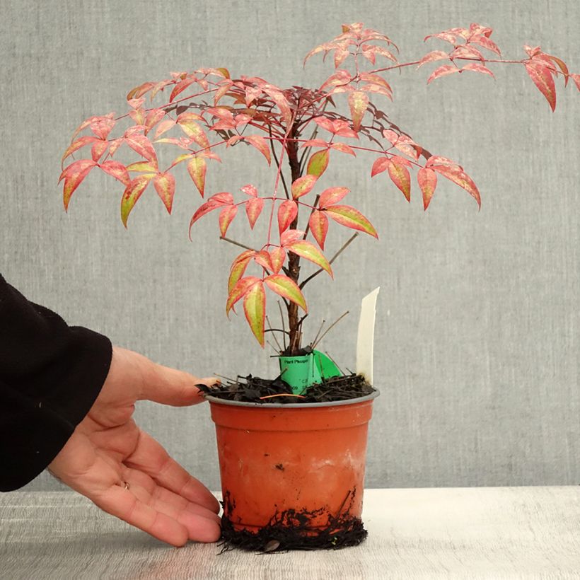 Exemplar von Nandina domestica FLIRT Murasaki - Himmelsbambus Kleine Töpfe von 8/9 cm wie im Herbst geliefert