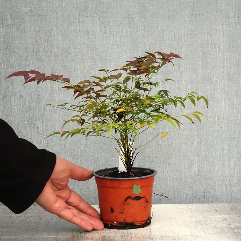 Example of Nandina domestica FLIRT Murasaki - Himmelsbambus Topf 12 cm / 13 cm as you get in printemps